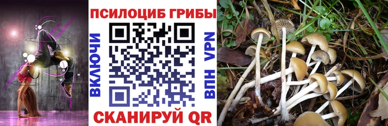 Псилоцибиновые грибы Cubensis  kraken ссылки  Агрыз  где можно купить  